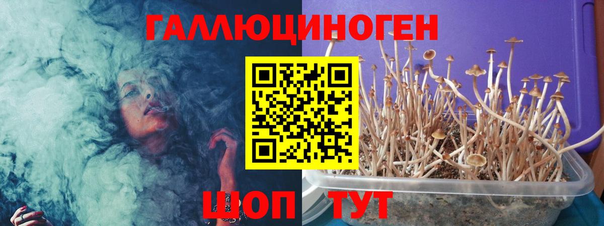 Псилоцибиновые грибы Psilocybine cubensis Пугачёв